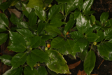 Aucuba japonica 'Rozannie' RCP01-06 035.jpg